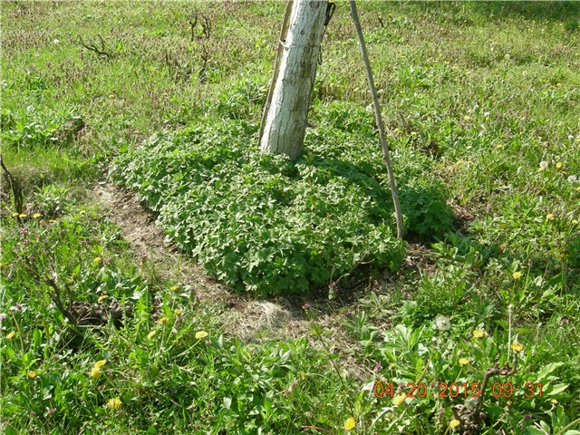 arčilend